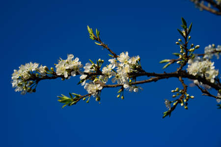 Branch of blooming plum