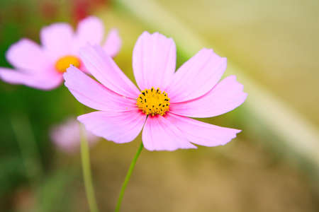 Close up Cosmos in the gardenの写真素材
