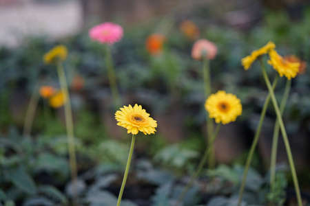 Many geberas in the gardenの写真素材