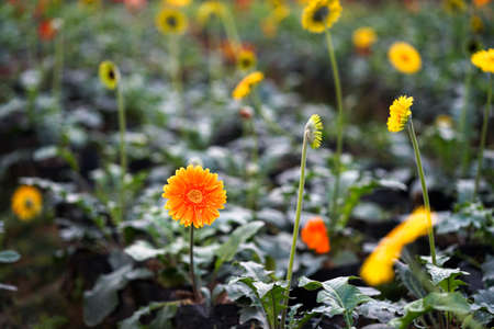 Many geberas in the gardenの写真素材