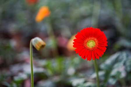 Close up red gerbera in the gardenの写真素材