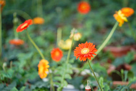 Many Gerberas in the gardenの写真素材