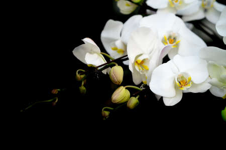 Beautiful orchid flower in the gardenの写真素材