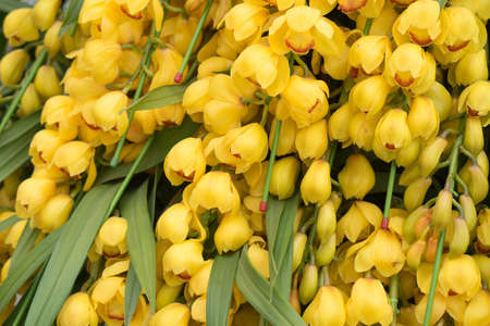 Beautiful yellow orchid flower in the gardenの写真素材