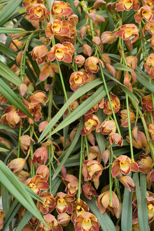 Beautiful orchid flower in the gardenの写真素材