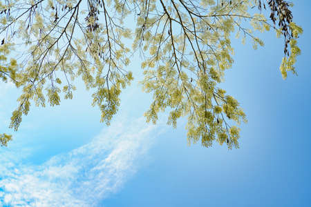 Beautiful white Dalbergia tonkinensis with blue sky backgroundの写真素材