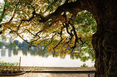 Fall leaves season of barringtonia acutangula treeの写真素材