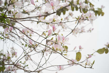Beautiful bauhinia variegata flowers in blooming seasonの写真素材