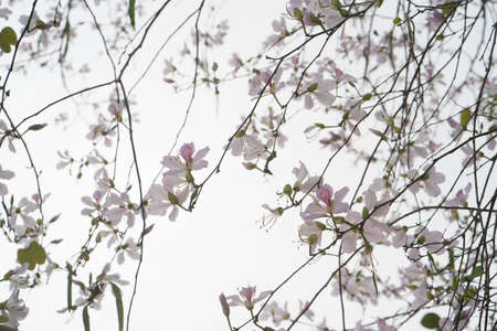 Beautiful bauhinia variegata flowers in blooming seasonの写真素材