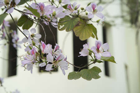 Beautiful bauhinia variegata flowers in blooming season