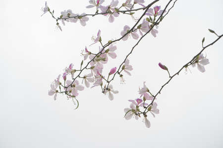 Beautiful bauhinia variegata flowers in blooming seasonの写真素材