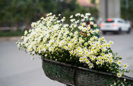 Close up of white daisy on the basketの写真素材