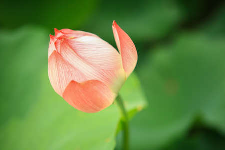 Close up lotus budの写真素材
