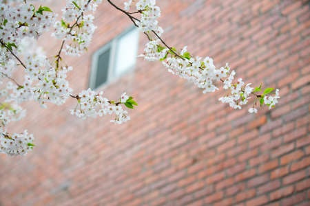 Cherry blossom with brick backgroundの写真素材