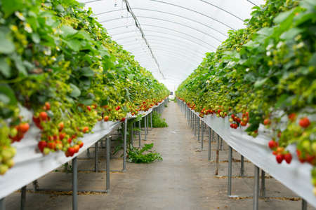 strawberry gardenの写真素材