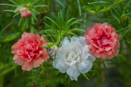 Close up portulaca flowerの写真素材