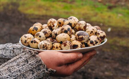 quail eggs on a ceramic plate in the hands of a farmerの写真素材