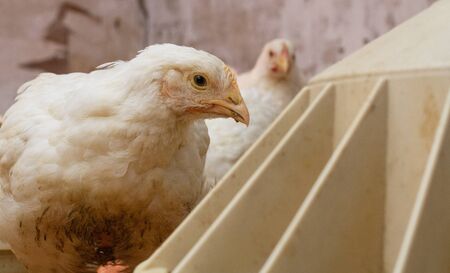 Indoor chicken farm, chicken feeding, broiler chicken feeding