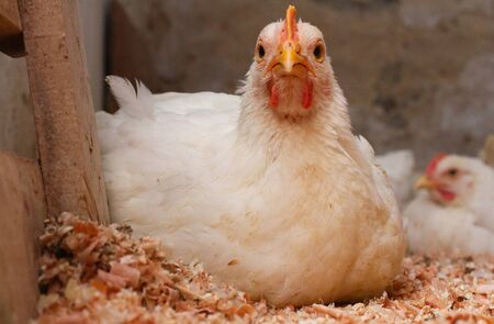Indoor chicken farm, chicken feeding, broiler chicken feedingの写真素材