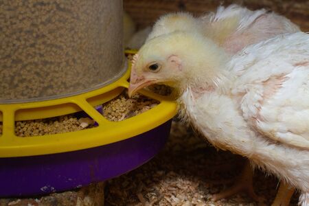 Indoor chicken farm, chicken feeding, broiler chicken feeding
