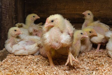 Indoor chicken farm, chicken feeding, broiler chicken feeding