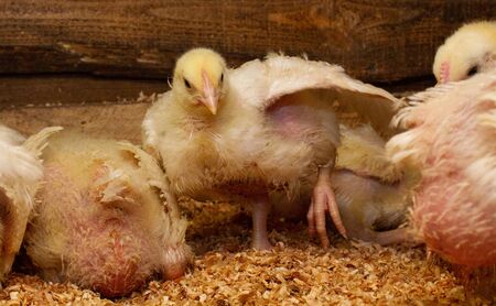 Indoor chicken farm, chicken feeding, broiler chicken feeding