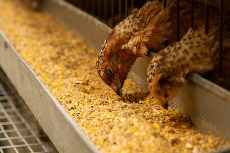 young quail fattening in cages on a quail farmの写真素材