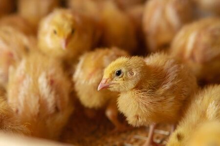 Indoor chicken farm, chicken feeding, broiler chicken feeding, feeding and keeping quail chickens
