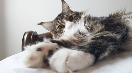 Beautiful tabby cat lying on bed and seriously looking with green eyes. Fluffy Maine coon with funny emotions resting in white stylish room. Cat portraitの写真素材