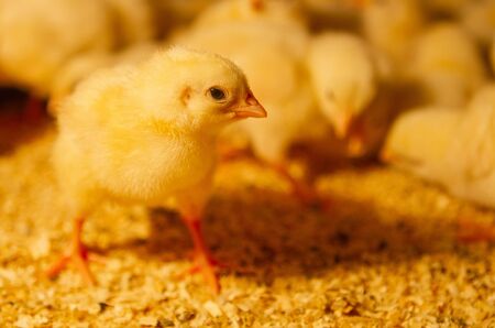 Indoor chicken farm, chicken feeding, broiler chicken feedingの写真素材