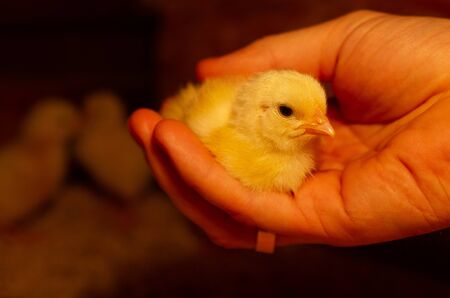 Indoor chicken farm, chicken feeding, broiler chicken feeding