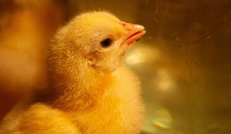 Indoor chicken farm, chicken feeding, broiler chicken feedingの写真素材