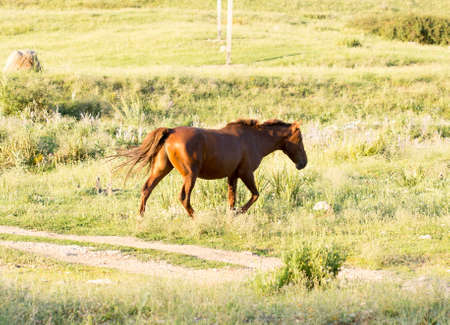 Wild horses in a nature reserve. The horses belonging to a local farm. The farm is closed. Horses are walking by themselvesの写真素材