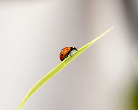 ladybug on grass macro