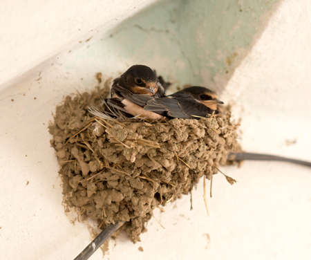 House Martin, Delichon urbica. Older chicks in nestの写真素材