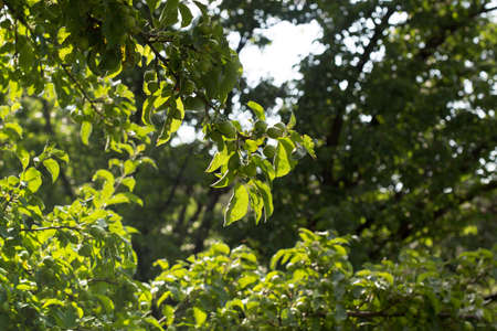 Green apples on a branch ready to be harvested, outdoors, selective focus