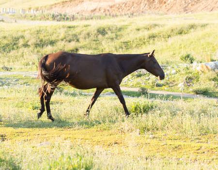 Wild horses in a nature reserve. The horses belonging to a local farm. The farm is closed. Horses are walking by themselvesの写真素材