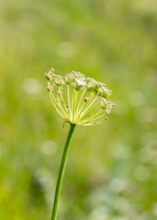 wild grass in nature