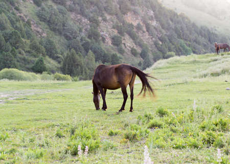 Wild horses in a nature reserve. The horses belonging to a local farm. The farm is closed. Horses are walking by themselvesの写真素材