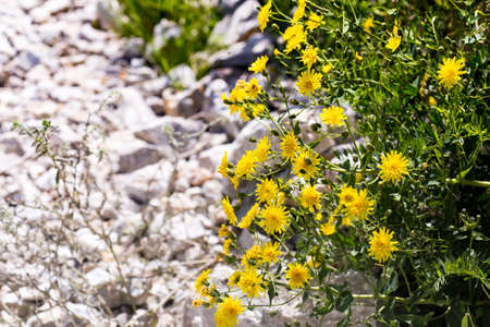 wild grass in natureの写真素材