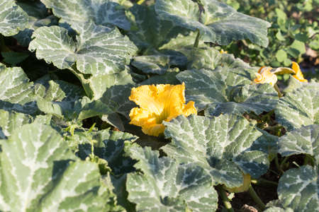 Pumpkin flowerの写真素材