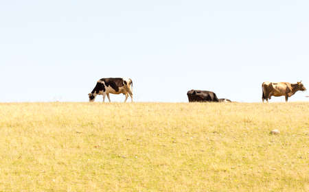 Cows grazing on pastureの写真素材