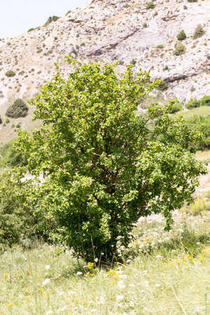apple tree in the mountain region