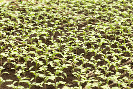 Tomato seedling in plastic tray. 20 day after sowing.の写真素材