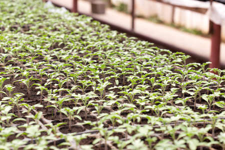Tomato seedling in plastic tray. 20 day after sowing.の写真素材