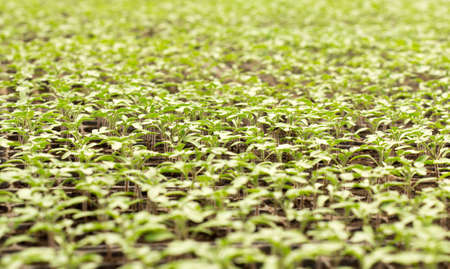 Tomato seedling in plastic tray. 20 day after sowing.の写真素材