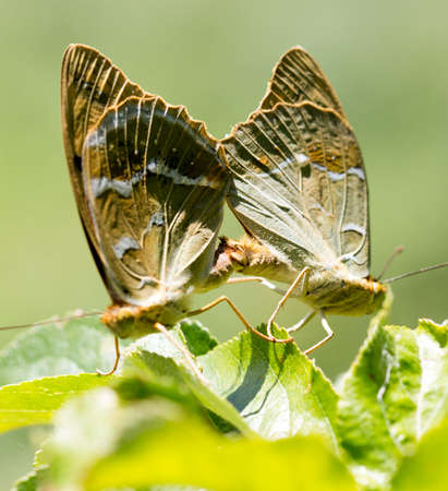 two dewy butterflies mateの写真素材