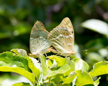 Two butterflies mating in natureの写真素材