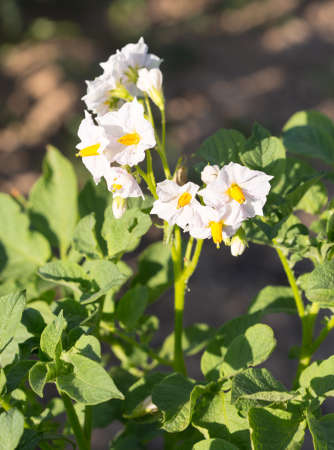 Potato bush blooming with white flowersの写真素材