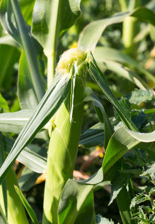 Corn in the garden, agricultural in thailandの写真素材